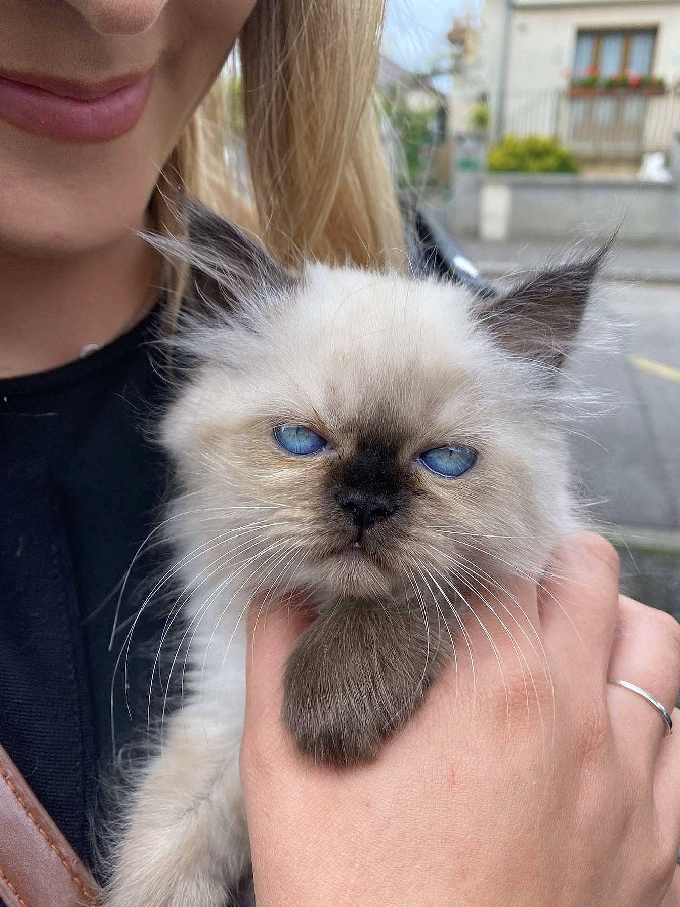 Duchesse a rejoint le concours — aidez-le/la à gagner de superbes lots ! birman, carnivore, cat, curious, electric_blue, fawn, felidae, finger, fur, hand, head, iris, nail, siamese, small_to_medium_sized_cats, snout, terrestrial_animal, thai, whiskers, window