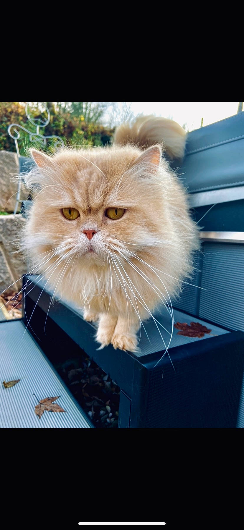 Philibert a rejoint le concours — aidez-le/la à gagner de superbes lots ! art, box, british_longhair, carnivore, cat, electric_blue, fawn, felidae, fur, grass, persian, plant, small_to_medium_sized_cats, snout, whiskers, wood