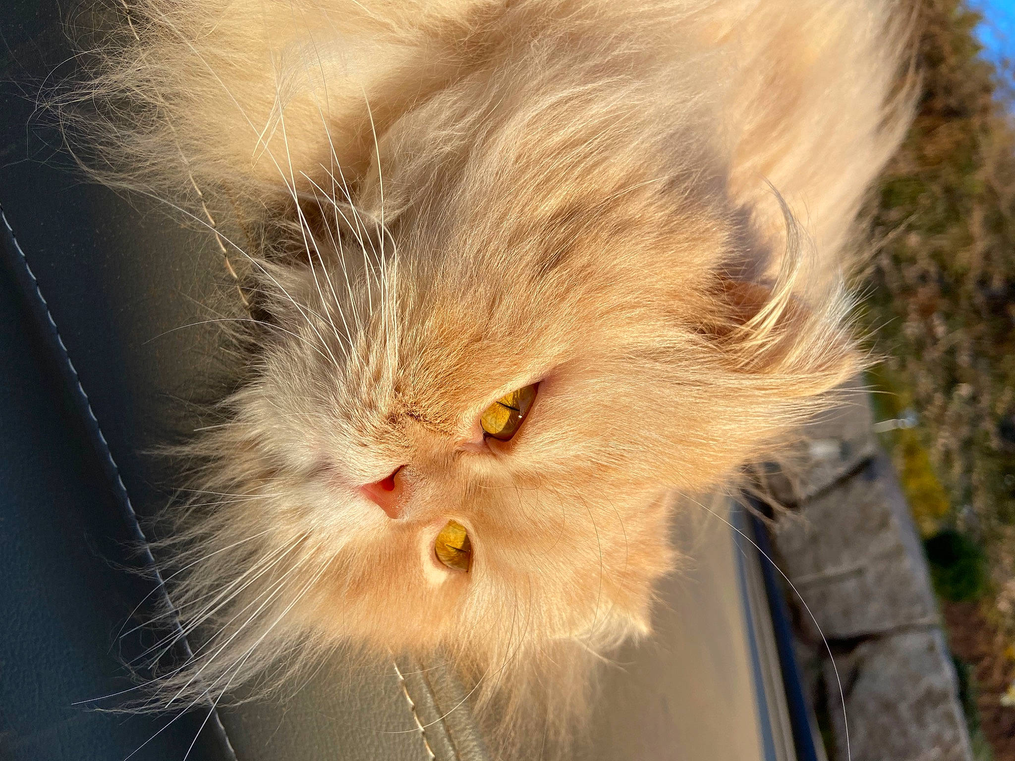 Philibert a rejoint le concours — aidez-le/la à gagner de superbes lots ! carnivore, cat, eye, fawn, felidae, fur, grass, head, iris, macro_photography, plant, small_to_medium_sized_cats, snout, tail, terrestrial_animal, whiskers