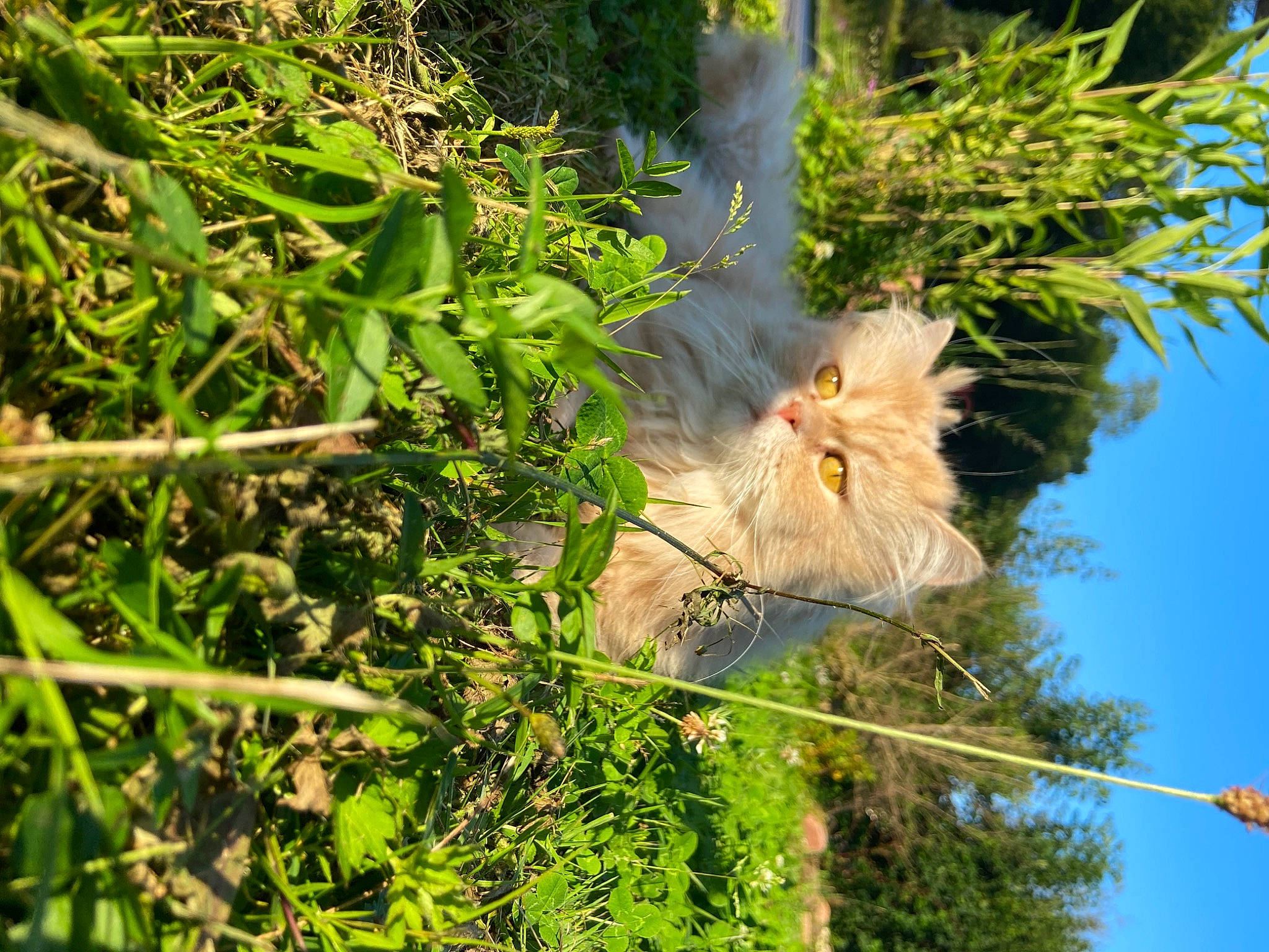 Philibert participe au concours pour gagner de l'argent avec cette photo : beak, branch, fawn, felidae, flower, flowering_plant, grass, natural_environment, organism, plant, sky, small_to_medium_sized_cats, terrestrial_plant, tree, trunk, twig, vegetation, whiskers, wildlife, wood