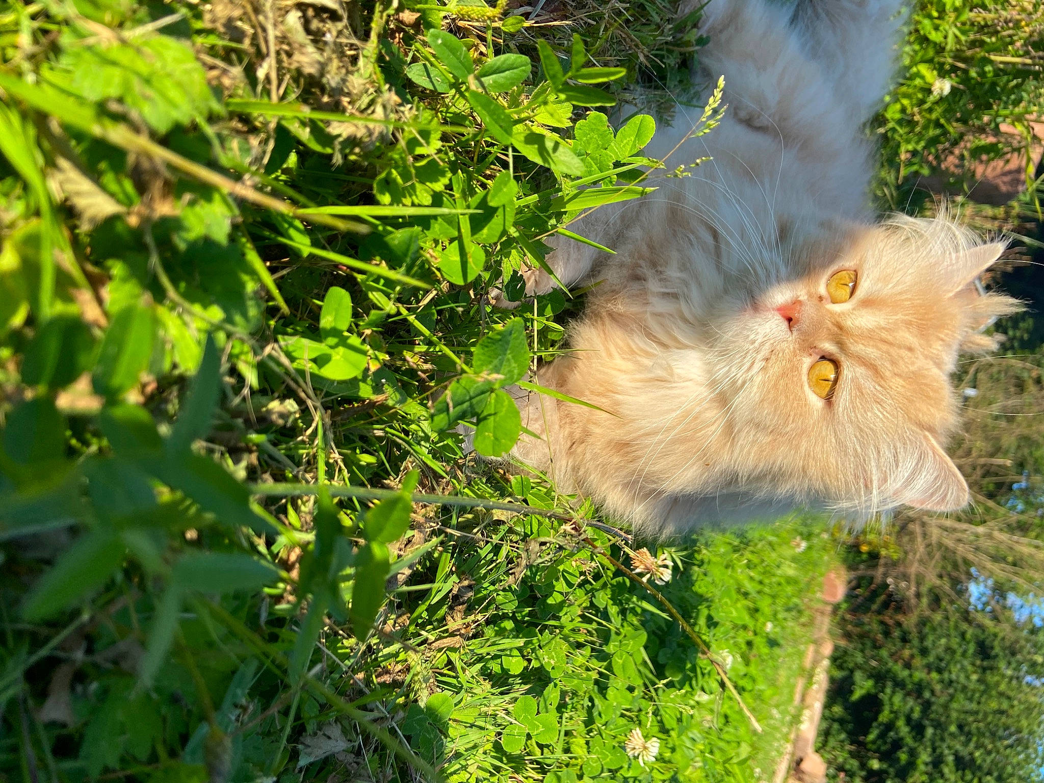 Philibert a rejoint le concours — aidez-le/la à gagner de superbes lots ! branch, canidae, carnivore, cat, eye, fawn, felidae, fur, grass, persian, plant, small_to_medium_sized_cats, snout, tail, terrestrial_animal, tree, vegetation, whiskers, wood, woody_plant
