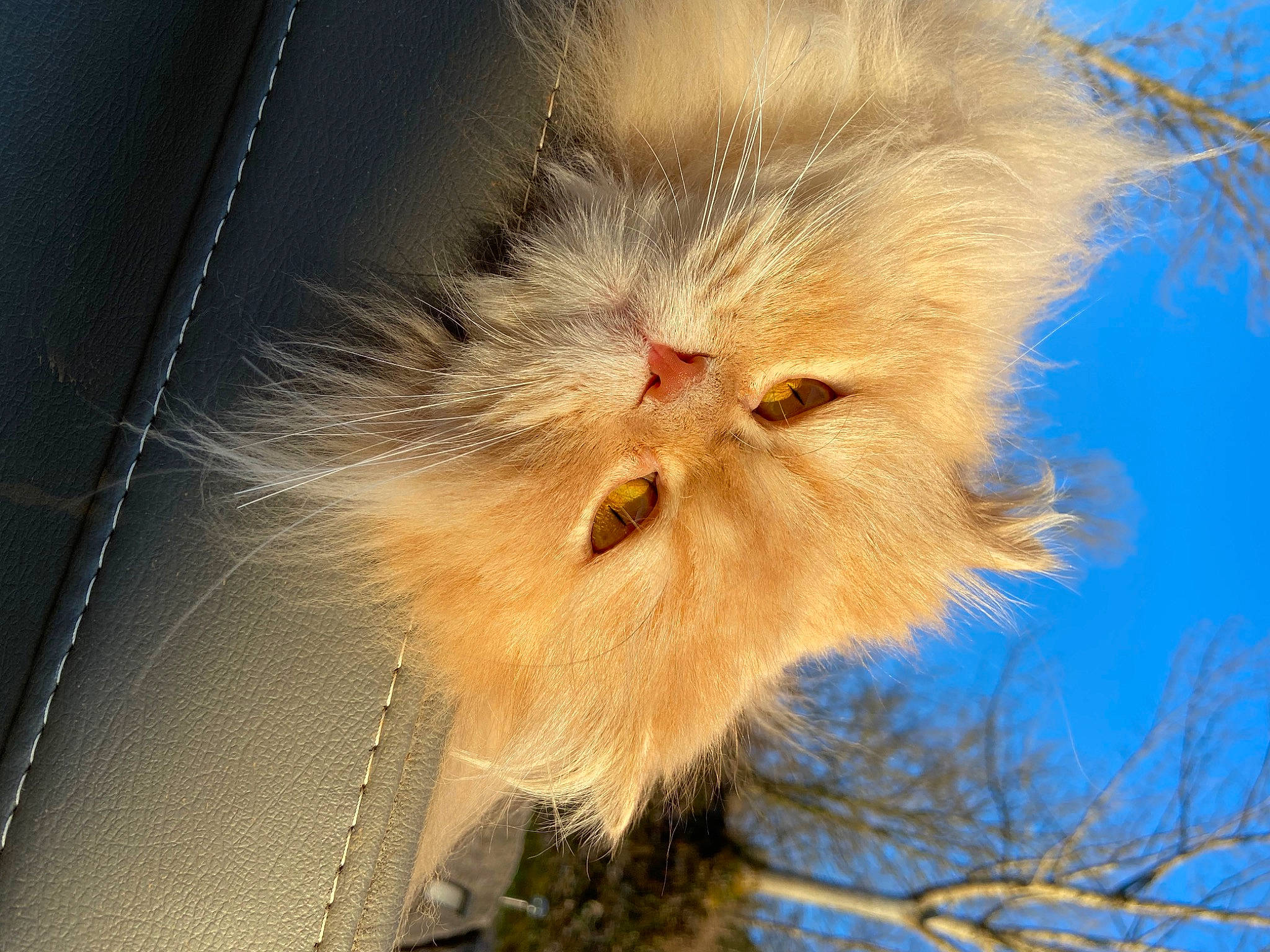 Philibert a rejoint le concours — aidez-le/la à gagner de superbes lots ! bird_of_prey, fawn, feather, felidae, fur, hair, plant, sky, small_to_medium_sized_cats, snout, tail, terrestrial_animal, tree, trunk, whiskers, wildlife, wood