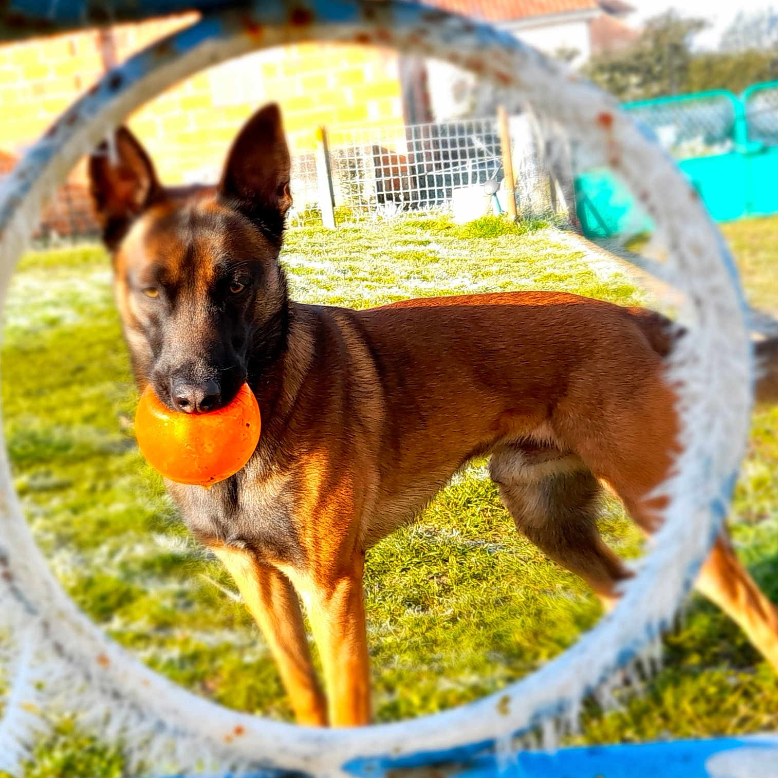 Thor a rejoint le concours — aidez-le/la à gagner de superbes lots ! animal, backyard, ball, brown_coat, canine, daylight, dog, ears, fence, fun, garden, grass, hoop, mouth, nature, outdoor, pet, playing, sunlight, toy