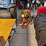 Tobhy a rejoint le concours — aidez-le/la à gagner de superbes lots ! animal, architecture, ball, building, canine, couch, dog, furniture, indoors, interiordesign, livingroom, pet, plywood, puppy, room, sport, table, tennis, tennisball, wood
