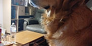 Tobhy participe au concours pour gagner de l'argent avec cette photo : animal, architecture, building, canine, chair, couch, dog, furniture, goldenretriever, house, housing, indoors, livingroom, person, pet, photoframe, plywood, room, table, wood