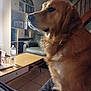 animal, architecture, building, canine, chair, couch, dog, furniture, goldenretriever, house, housing, indoors, livingroom, person, pet, photoframe, plywood, room, table, wood