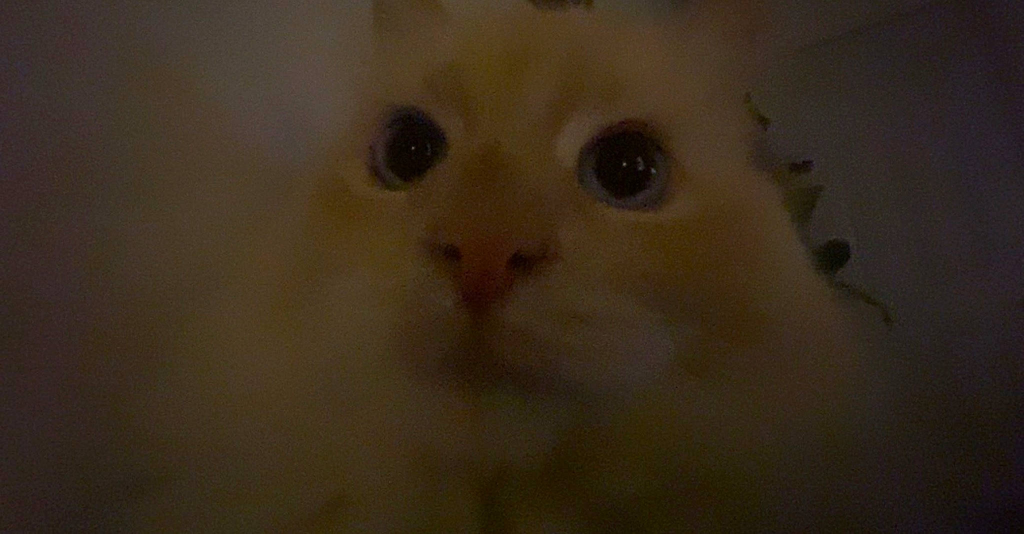 Blue joined the competition — help win amazing prizes! carnivore, cat, ear, fawn, felidae, fur, head, iris, small_to_medium_sized_cats, snout, terrestrial_animal, whiskers