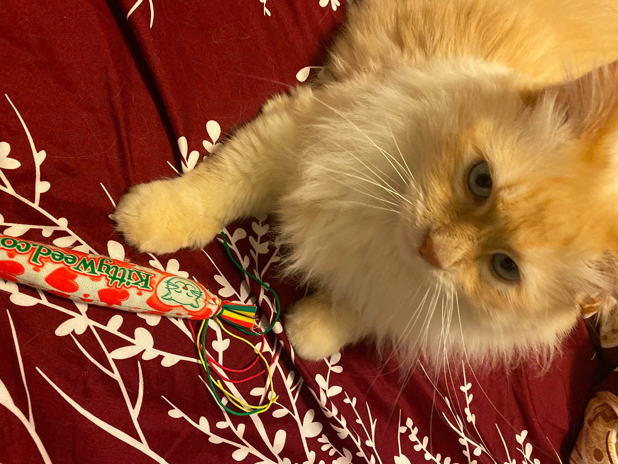 Blue joined the competition — help win amazing prizes! carmine, carnivore, cat, companion_dog, event, felidae, fruit, fur, paw, persian, small_to_medium_sized_cats, snout, tail, whiskers