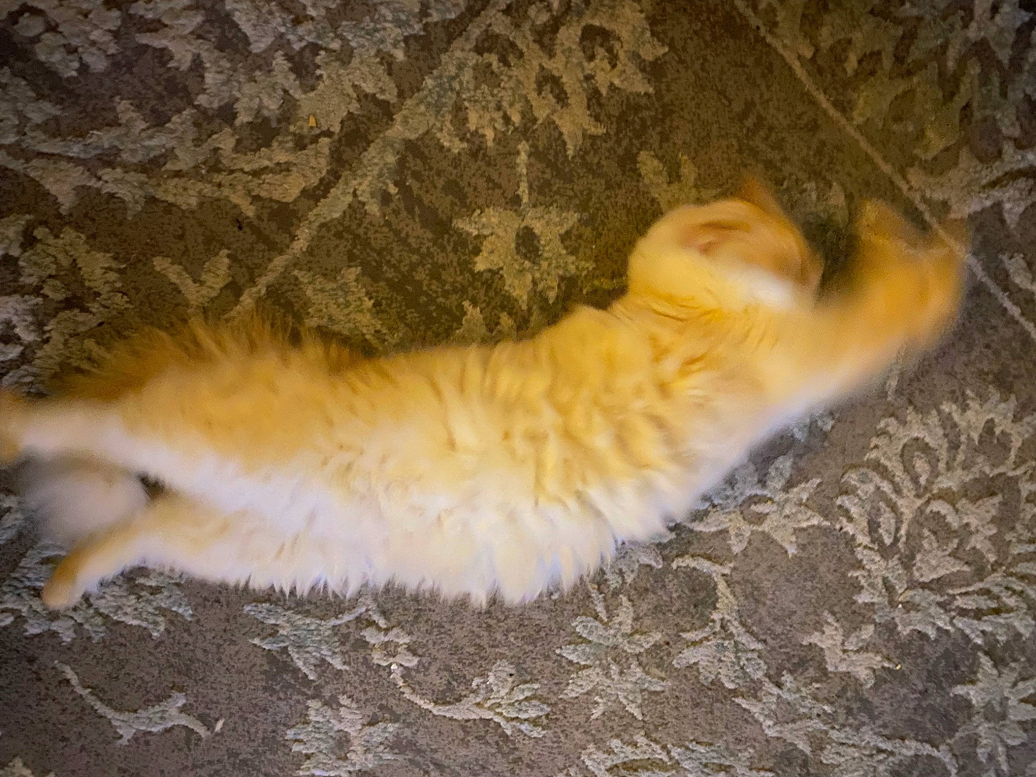 Blue is registered to the contest to win money with this photo: canidae, carnivore, cat, claw, comfort, dog_breed, domestic_short_haired_cat, felidae, flooring, fur, hardwood, paw, small_to_medium_sized_cats, spitz, tail, whiskers, wood