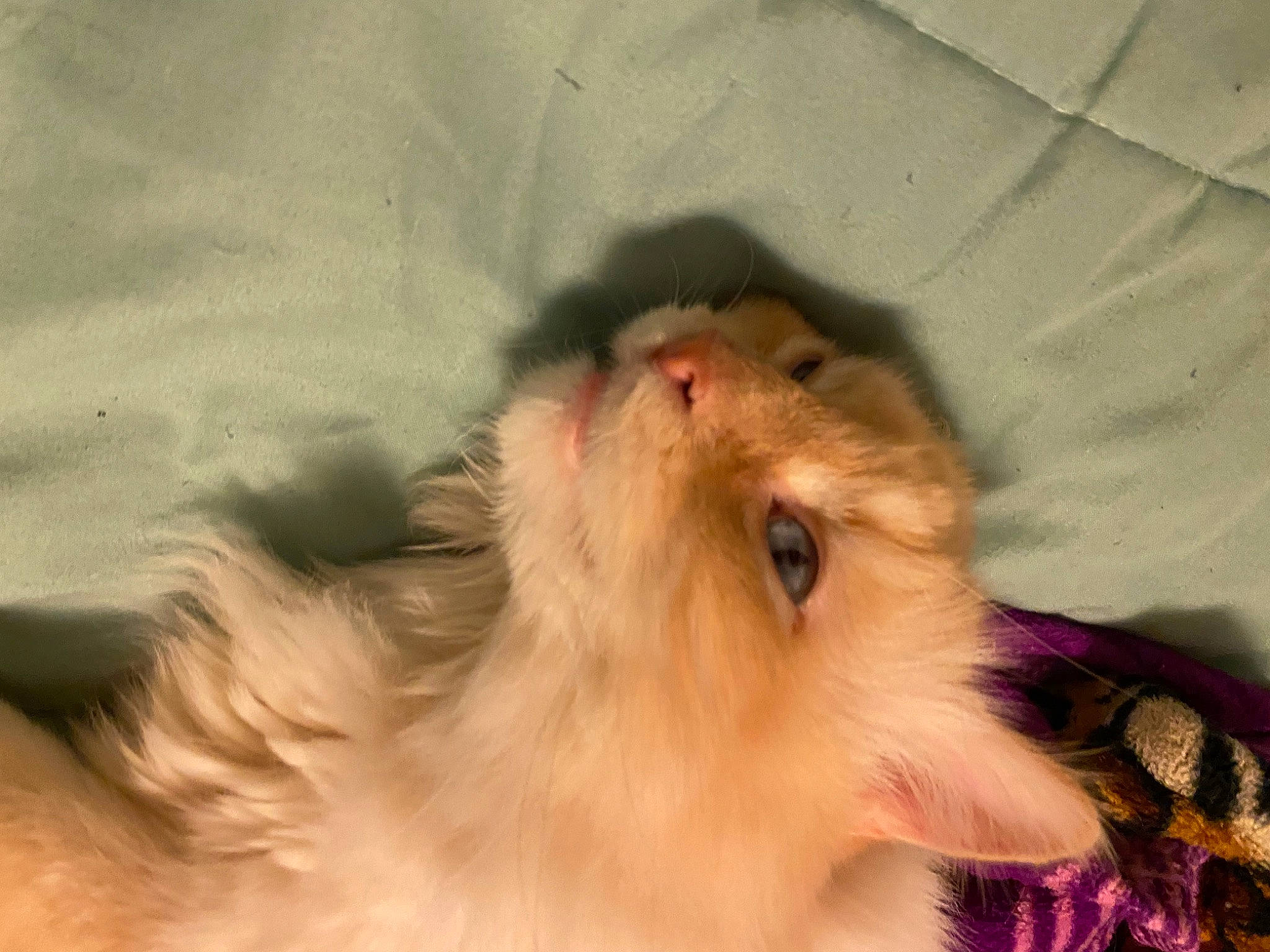 Blue is registered to the contest to win money with this photo: canidae, carnivore, companion_dog, dog_breed, ear, eyelash, fang, fawn, felidae, fur, german_spitz, jaw, liver, paw, small_to_medium_sized_cats, snout, spitz, sporting_group, toy_dog, whiskers