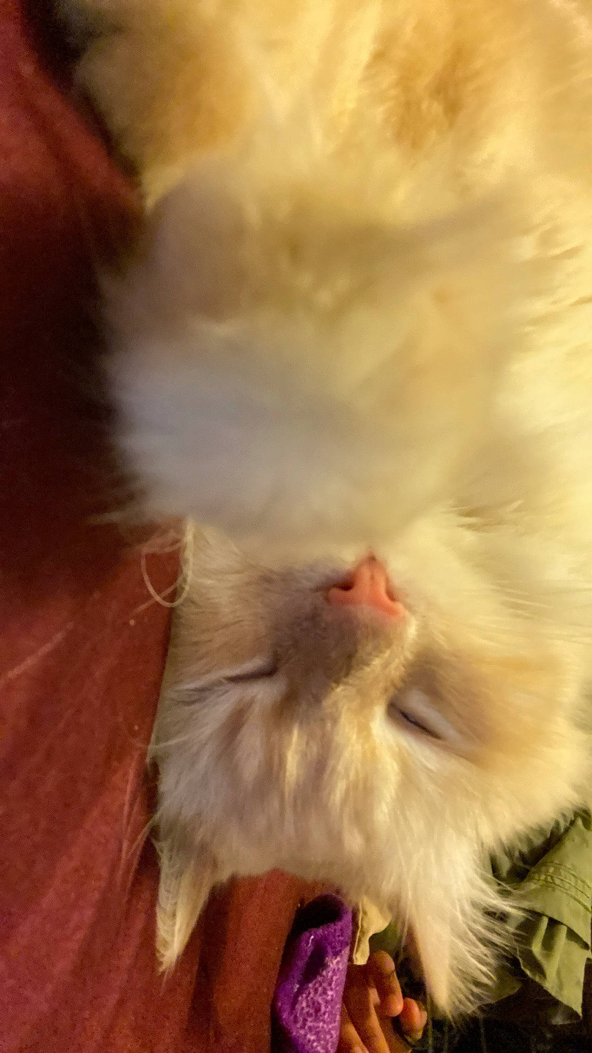 Blue joined the competition — help win amazing prizes! canidae, carnivore, cat, claw, cloud, companion_dog, fawn, feather, felidae, flooring, foot, fur, gesture, paw, sky, small_to_medium_sized_cats, snout, tail, whiskers