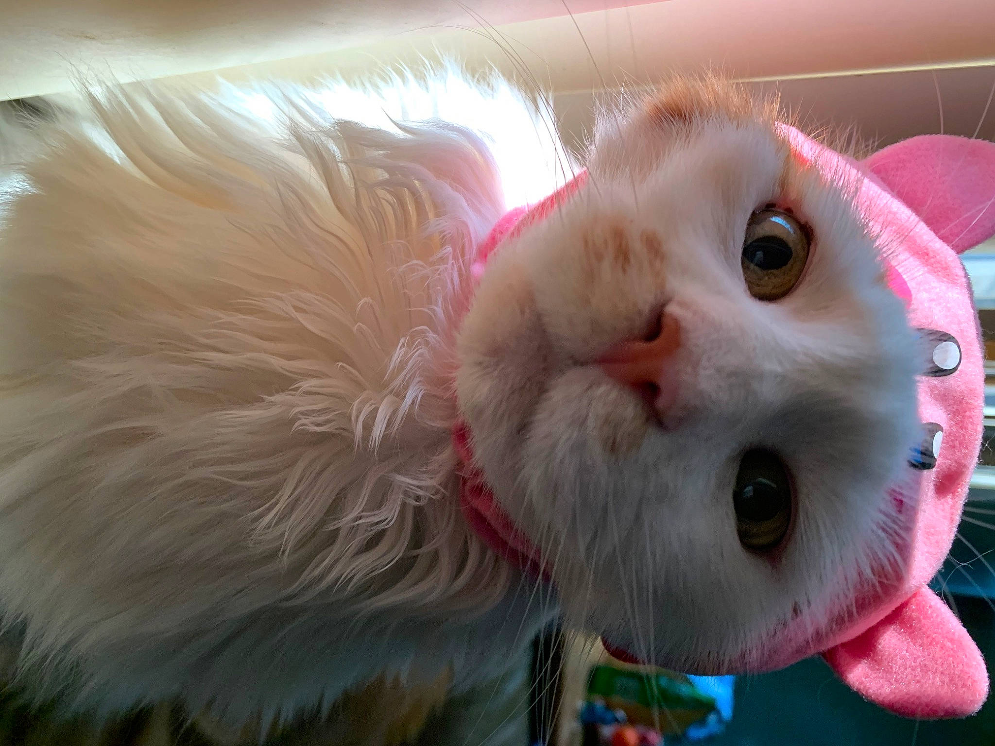 Chato is registered to the contest to win money with this photo: carnivore, cat, collar, domestic_short_haired_cat, fawn, felidae, fur, paw, small_to_medium_sized_cats, snout, stuffed_toy, tail, whiskers