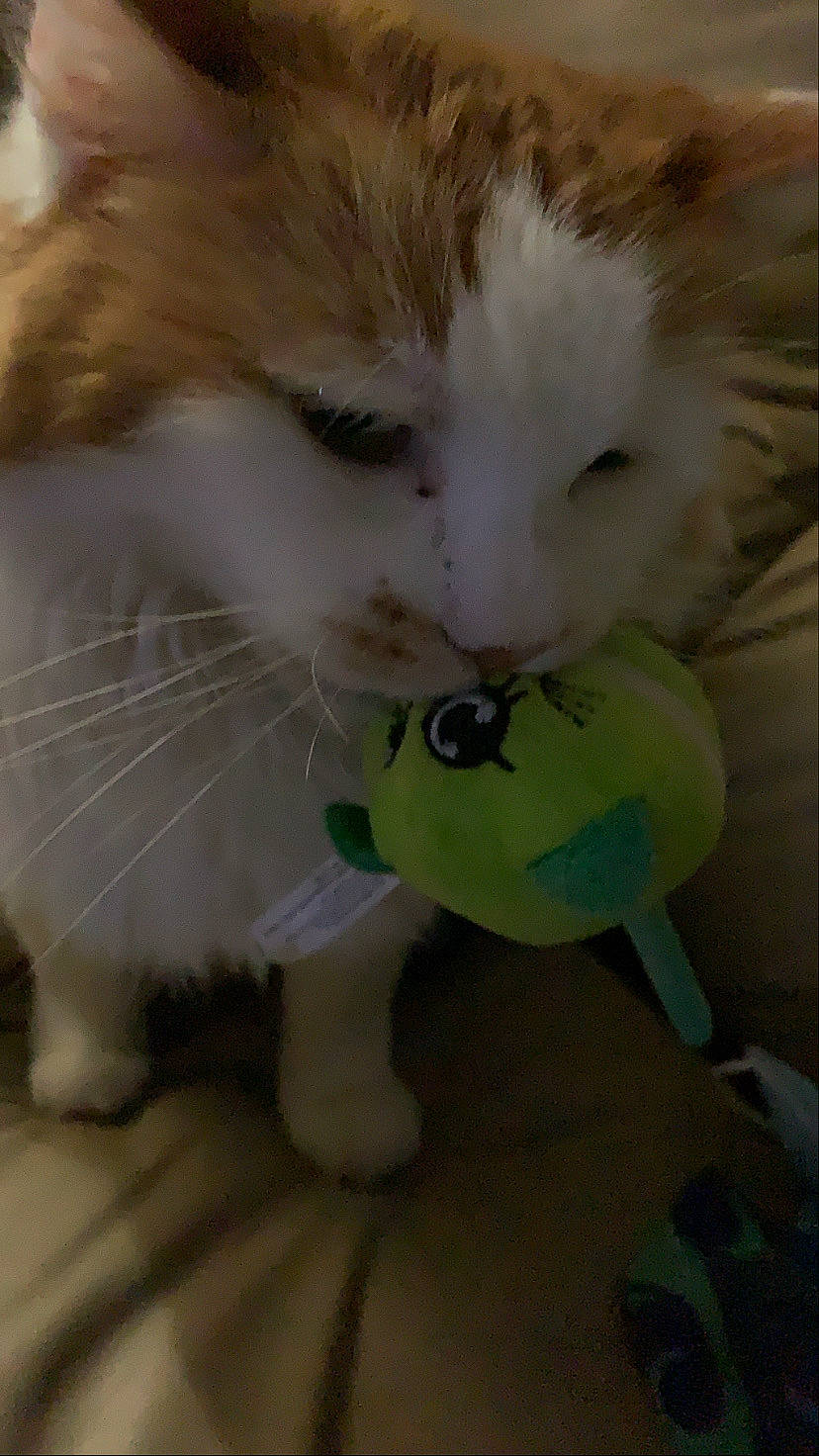 Chato joined the competition — help win amazing prizes! canidae, carnivore, cat, cat_toy, claw, companion_dog, domestic_short_haired_cat, fawn, felidae, flooring, fur, paw, photo_caption, plush, small_to_medium_sized_cats, snout, stuffed_toy, tail, toy, whiskers