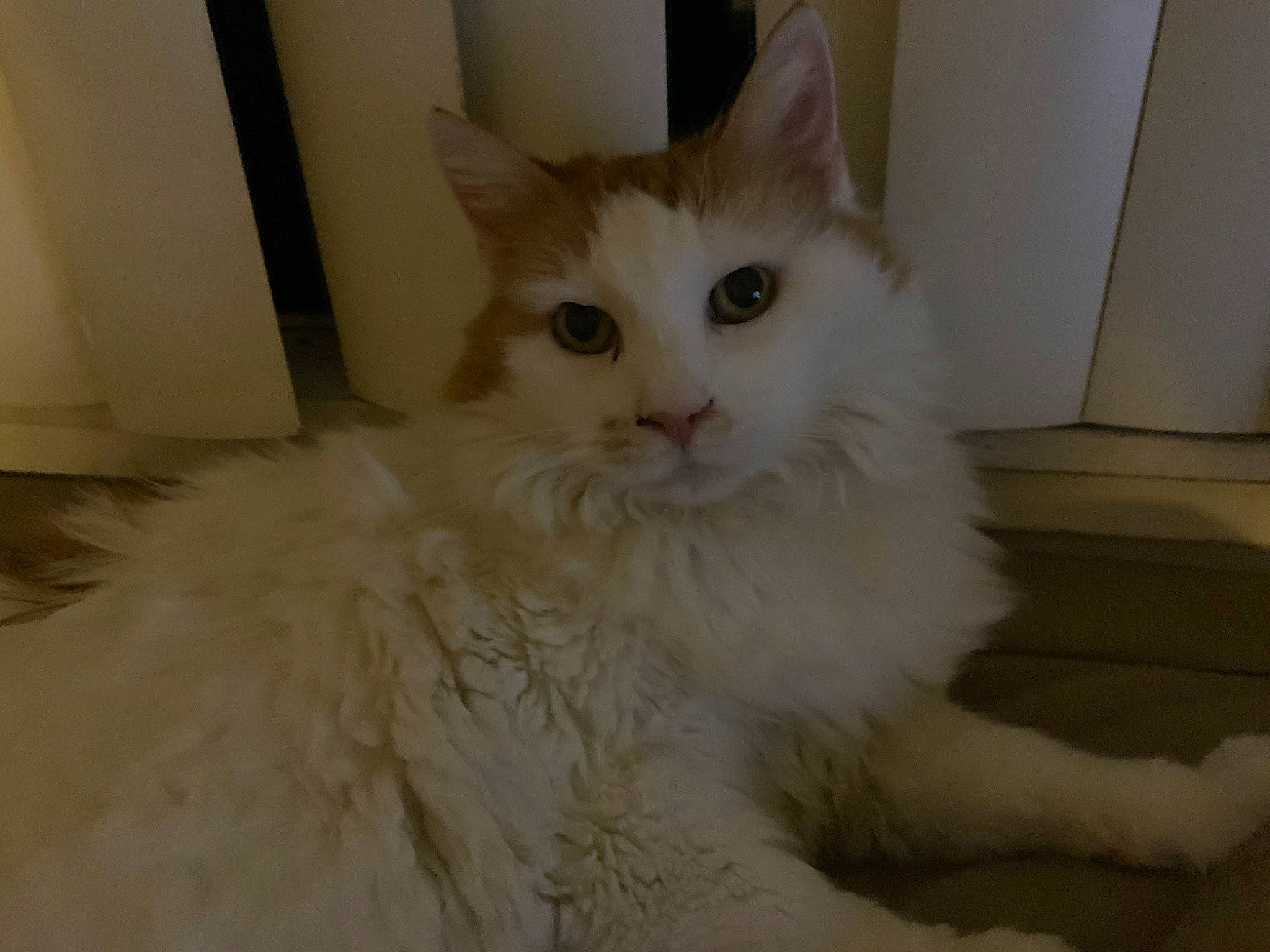 Chato joined the competition — help win amazing prizes! british_longhair, carnivore, cat, comfort, eye, felidae, fur, iris, small_to_medium_sized_cats, whiskers, window