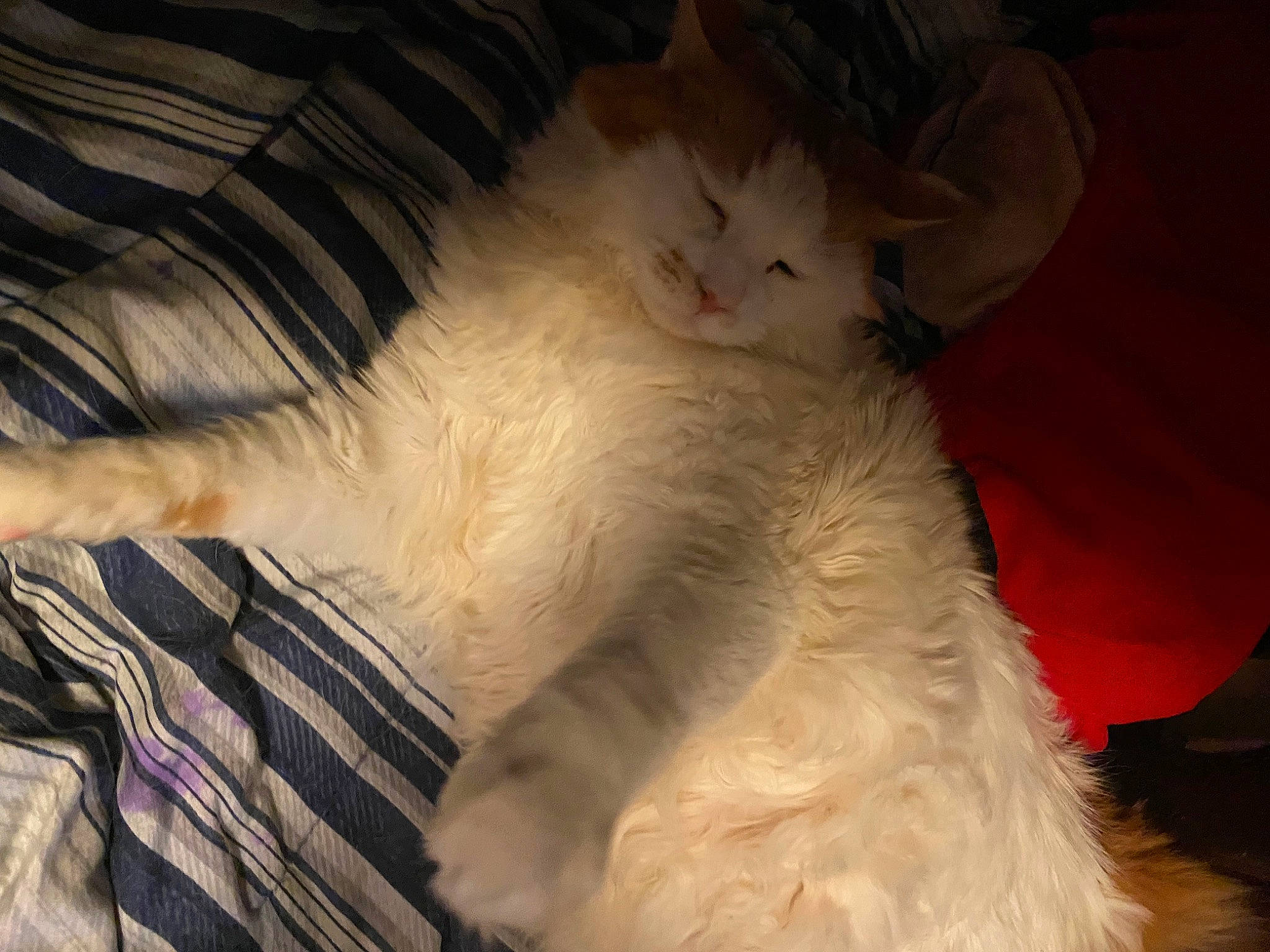 Chato is registered to the contest to win money with this photo: canidae, carnivore, cat, claw, comfort, companion_dog, dog_breed, domestic_short_haired_cat, fang, felidae, fur, lap, mammal, nap, paw, ragdoll, sleep, small_to_medium_sized_cats, tail, whiskers