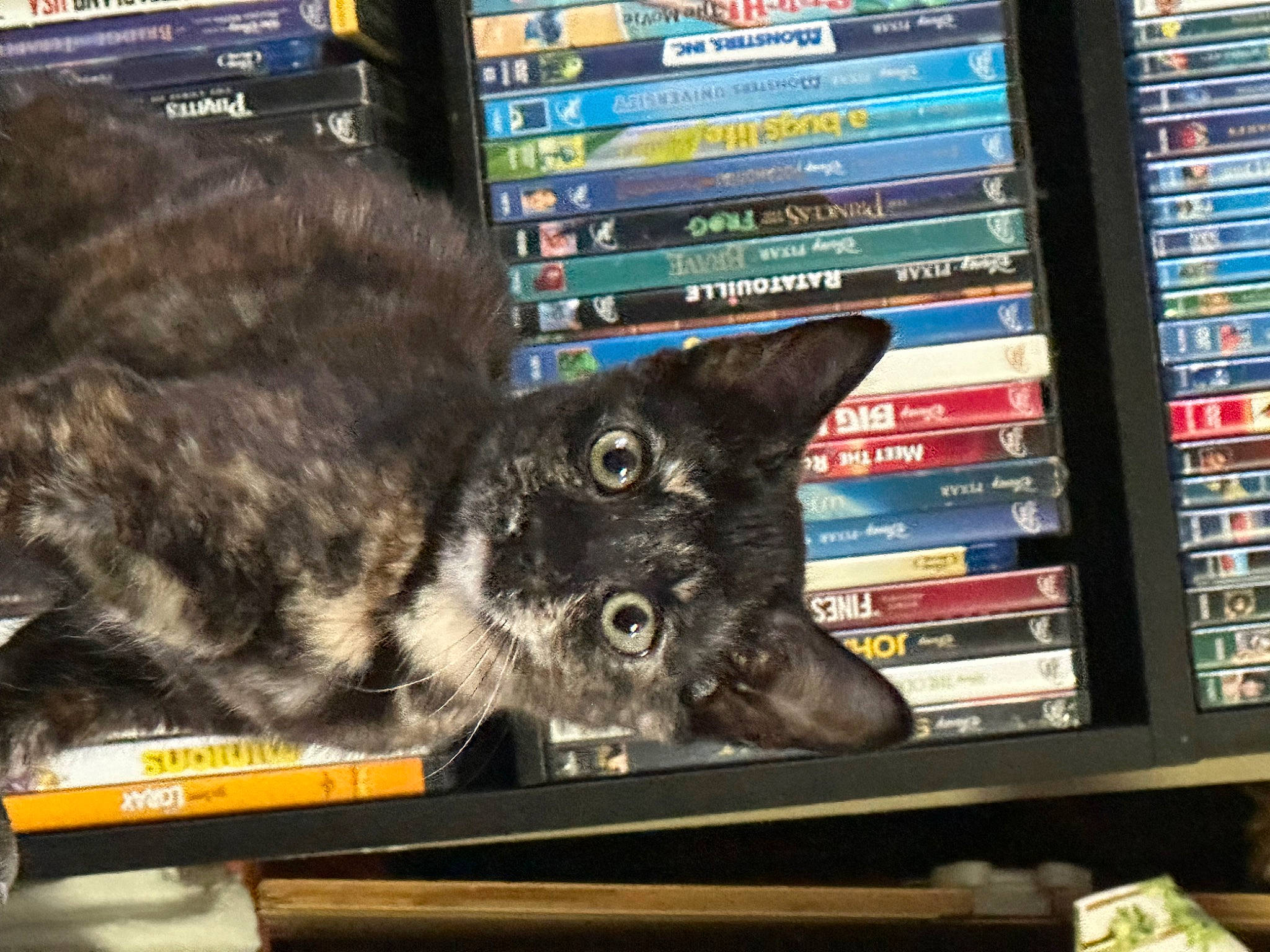 Hazel joined the competition — help win amazing prizes! book, bookcase, carnivore, cat, computer, computer_hardware, desktop_computer, display_device, domestic_short_haired_cat, electronic_device, felidae, fur, gadget, netbook, personal_computer, publication, shelf, small_to_medium_sized_cats, tail, whiskers