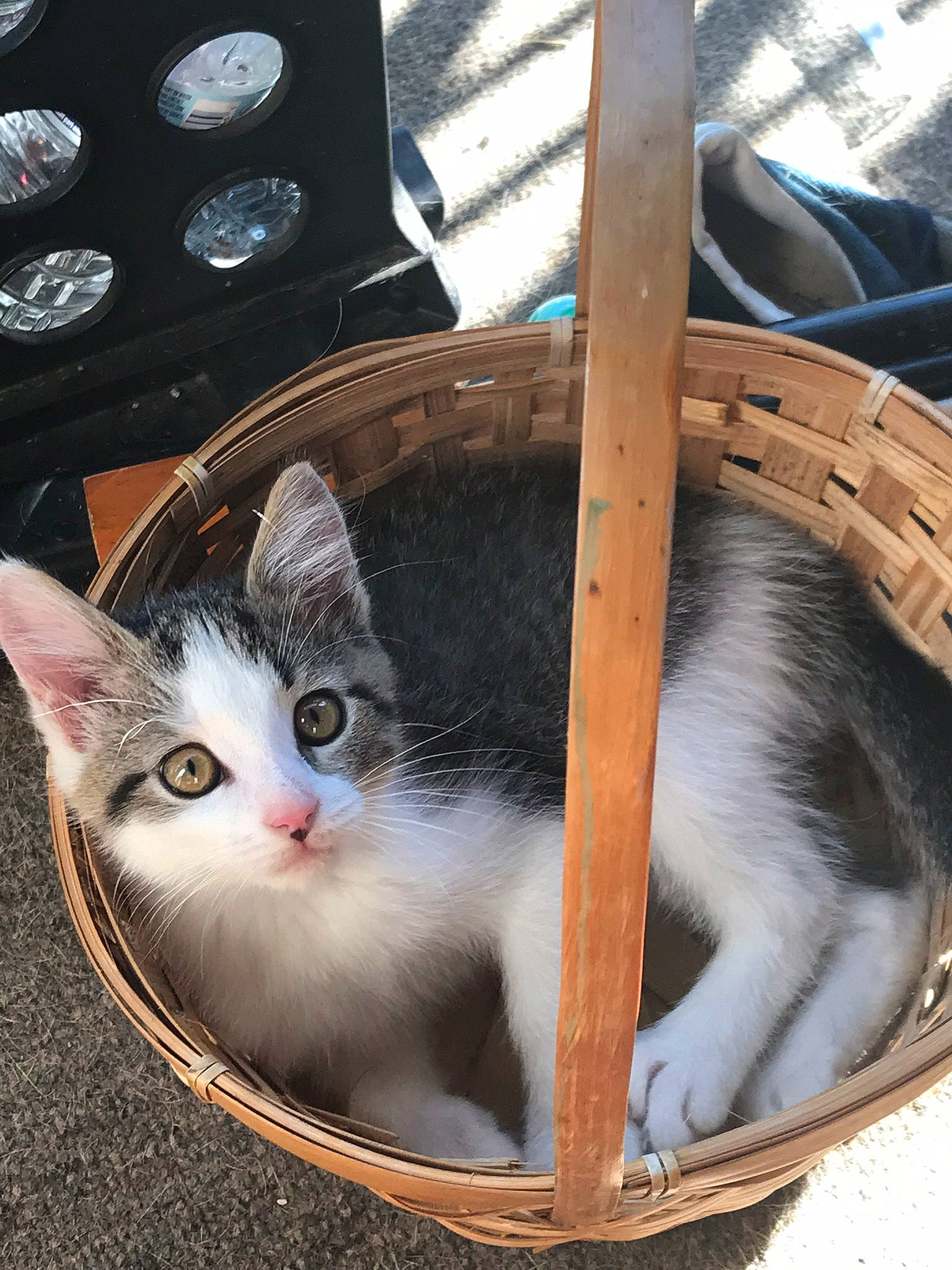 Rocky is registered to the contest to win money with this photo: animal_shelter, basket, bowl, box, cardboard, carnivore, cat, cat_furniture, cat_supply, domestic_short_haired_cat, felidae, fur, paw, pet_supply, small_to_medium_sized_cats, snout, whiskers, wood
