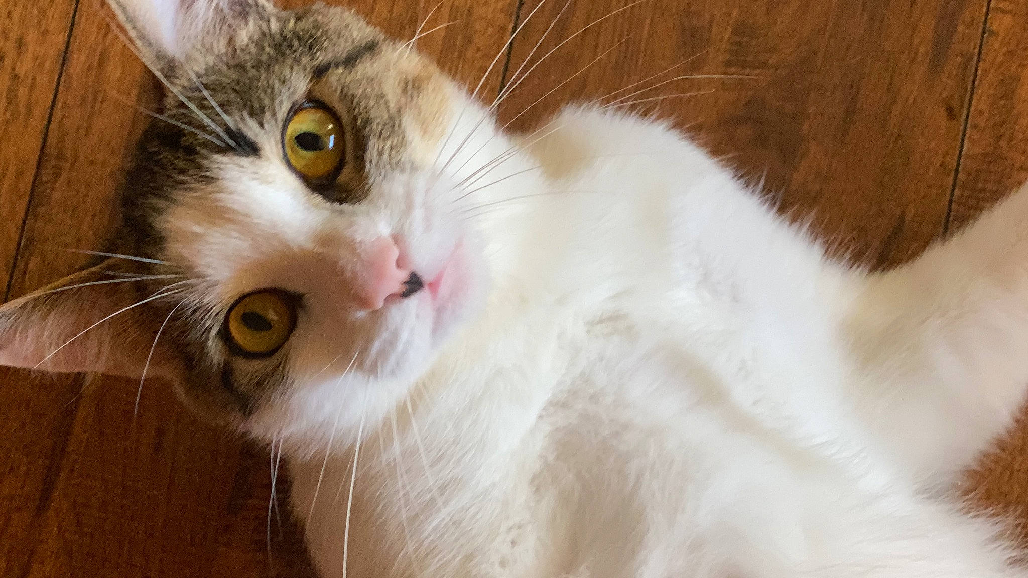 Rocky is registered to the contest to win money with this photo: carnivore, cat, domestic_short_haired_cat, ear, eye, fawn, felidae, fur, head, iris, paw, small_to_medium_sized_cats, snout, tail, terrestrial_animal, whiskers, wood