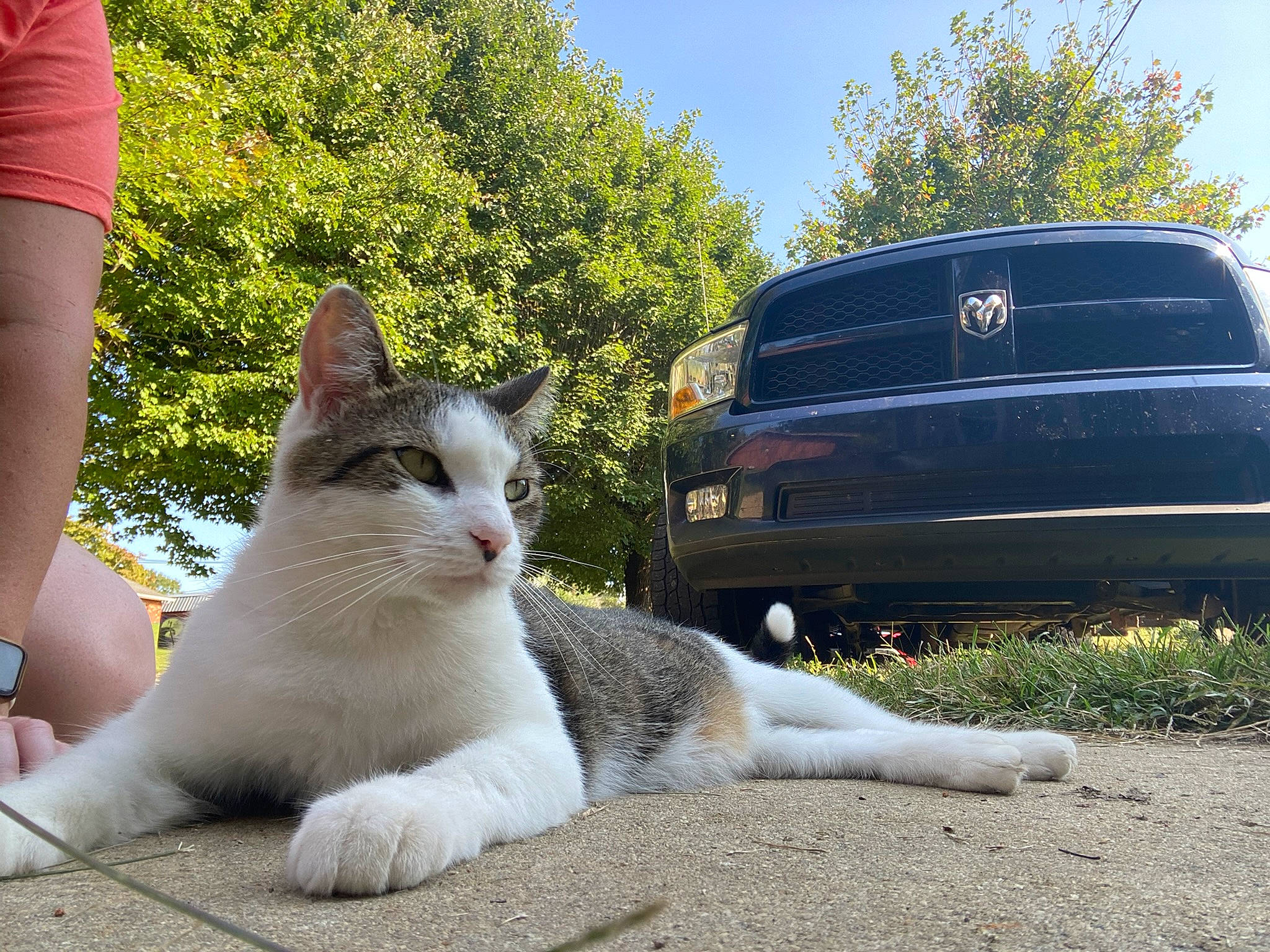 Rocky is registered to the contest to win money with this photo: automotive_exterior, automotive_lighting, automotive_tire, bumper, car, carnivore, cat, fawn, felidae, grass, grille, hood, personal_luxury_car, plant, rolling, sky, small_to_medium_sized_cats, tree, vehicle_door, whiskers