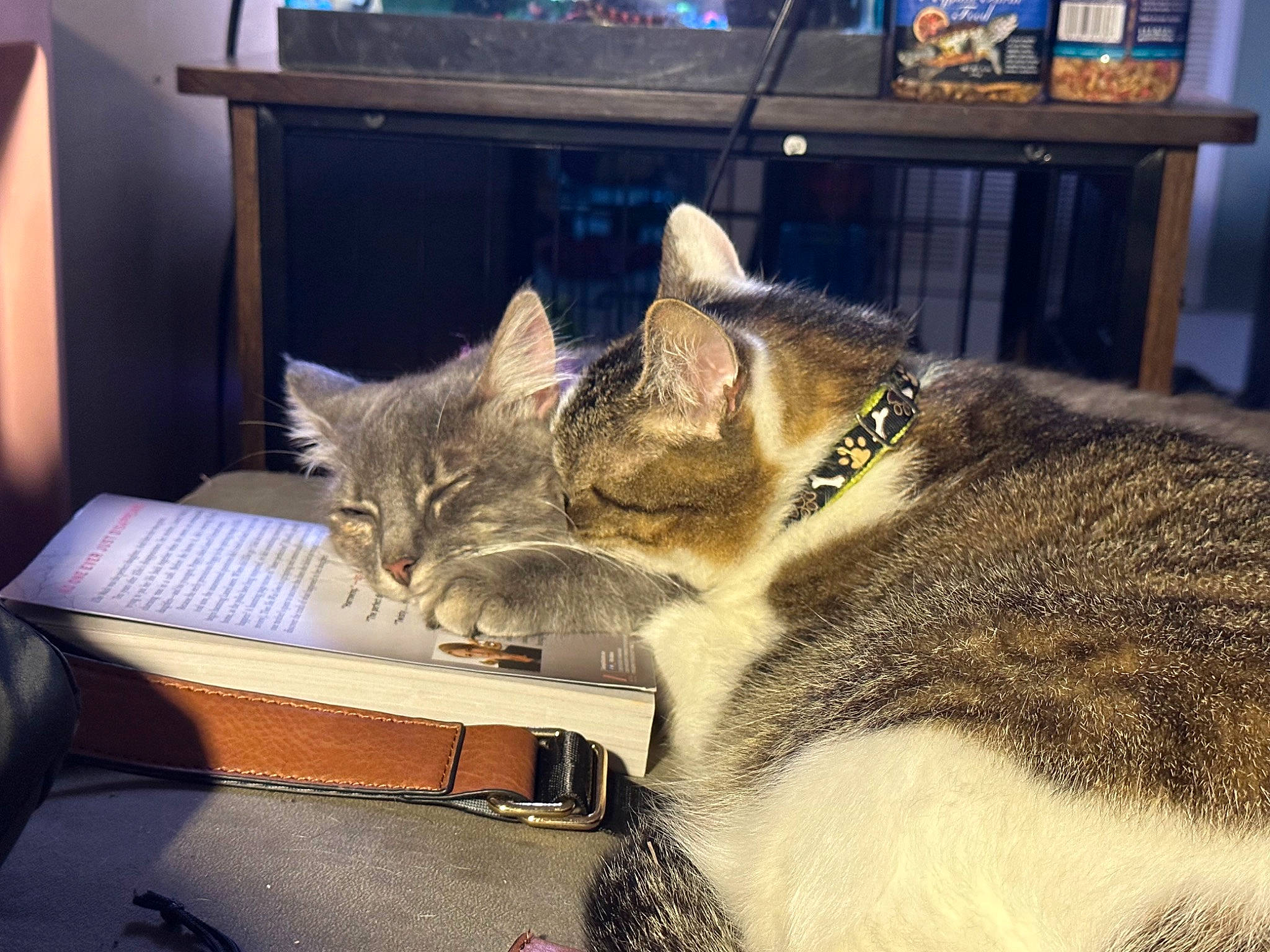 Rocky joined the competition — help win amazing prizes! box, carnivore, cat, comfort, domestic_short_haired_cat, felidae, fur, mammal, metal, nap, paw, picture_frame, shelf, sitting, small_to_medium_sized_cats, snout, tail, television, whiskers, window