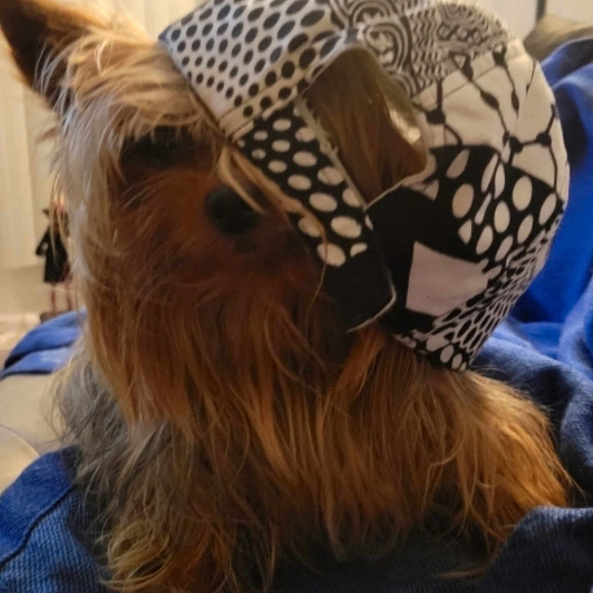 Sir Ziggy Carter is registered to the contest to win money with this photo: animal, blue_blanket, brown_fur, cap, close_up, cozy, dog, domestic, ear, face, fur, hat, indoor, long_fur, patterned_fabric, pet, relaxed, small_dog, snout, yorkshire_terrier