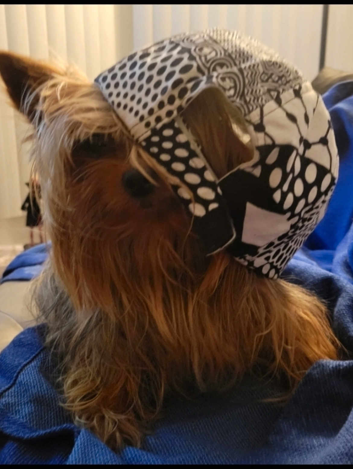 Sir Ziggy Carter is registered to the contest to win money with this photo: animal, blue_blanket, brown_fur, cap, close_up, cozy, dog, domestic, ear, face, fur, hat, indoor, long_fur, patterned_fabric, pet, relaxed, small_dog, snout, yorkshire_terrier