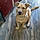 Scrappy