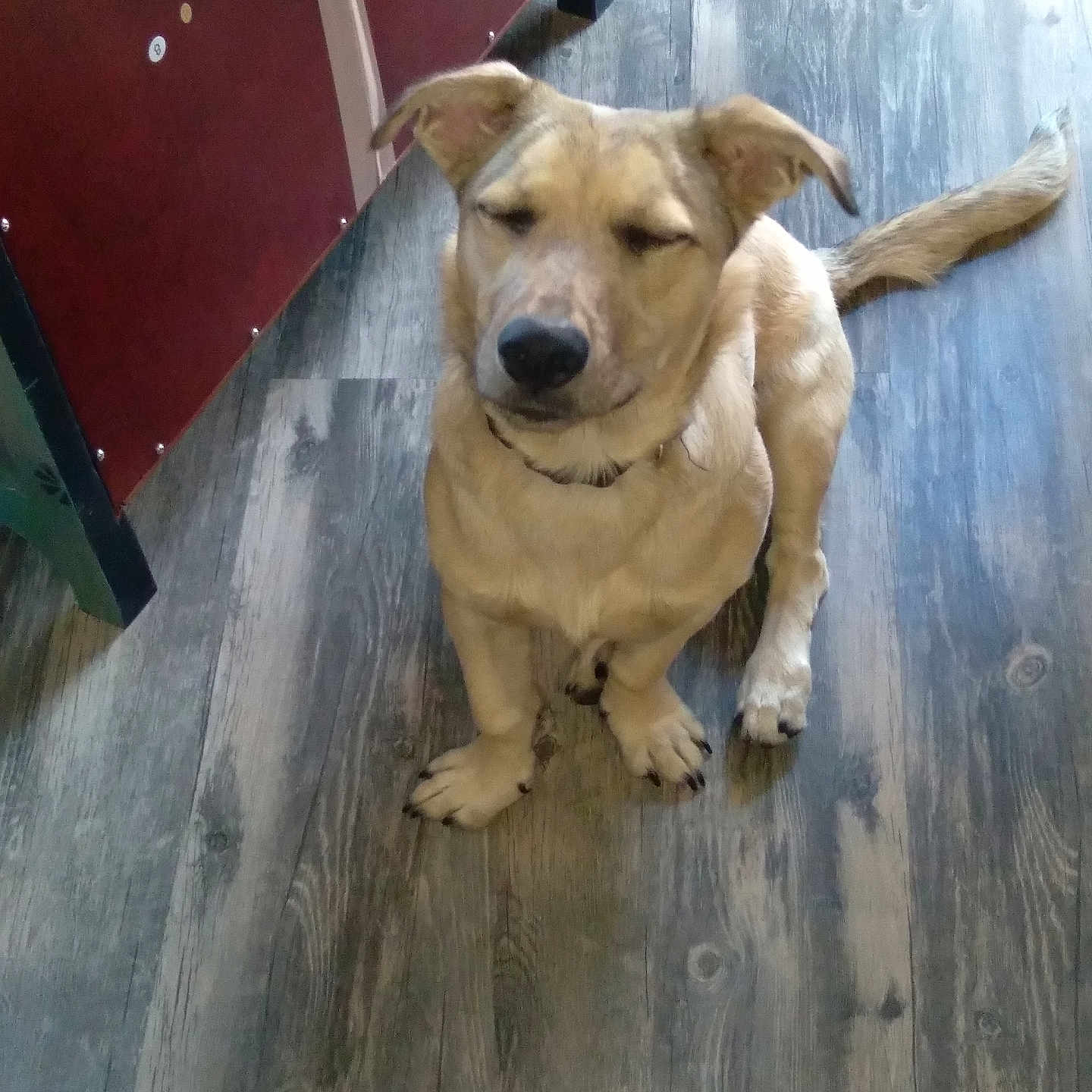 Scrappy