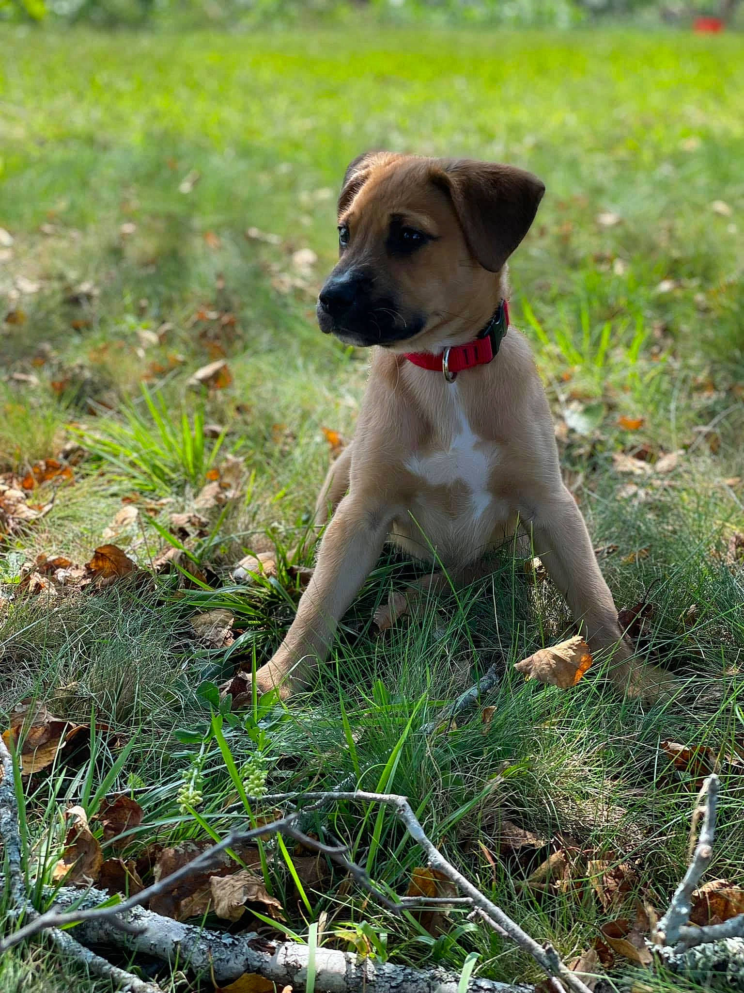 Sadie joined the competition — help win amazing prizes! adventure, carnivore, collar, companion_dog, dog, dog_breed, dog_collar, fawn, grass, groundcover, gun_dog, leash, liver, people_in_nature, plant, pointing_breed, retriever, snout, tail, working_animal