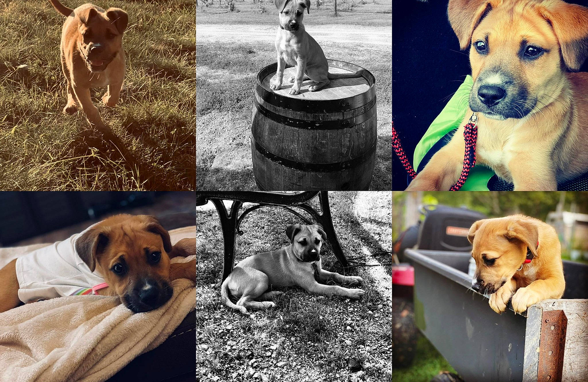Sadie joined the competition — help win amazing prizes! art, canidae, carnivore, collage, collar, companion_dog, dog, dog_breed, dog_collar, dog_supply, fawn, grass, mammal, photo_caption, plant, snout, sporting_group, vertebrate, wildlife, working_animal