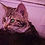 Creed is registered to the contest to win money with this photo: adapter, black, brown, cat, closeup, curious, ear, electrical_outlet, fur, indoor, person_head, plug, red_cushion, reflection, striped, tabby, wall, whiskers, white, window