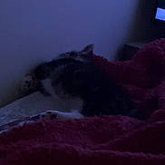 Creed is registered to the contest to win money with this photo: animal, bedroom, blanket, cat, comfort, cozy, dark, feline, fur, indoor, low_light, night, pet, quiet, red_blanket, relaxation, resting, shadow, sleeping, wall