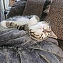 Creed joined the competition — help win amazing prizes! animal, blanket, cat, couch, cozy, cute, domestic, feline, fur, indoor, nap, paw, pet, relaxed, resting, sleeping, soft, tabby, tail, whiskers