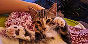 Creed is registered to the contest to win money with this photo: animal, blanket, cat, claw, comfort, cozy, cute, cute_pet, domestic, fur, furry, home, indoor, paw, pet, relaxed, resting, soft, tabby, whiskers