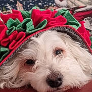Marley participe au concours pour gagner de l'argent avec cette photo : animal, blanket, closeup, cozy, cute, dog, face, fleece, fluffy, fur, green, holiday, indoor, nose, pet, portrait, red, resting, sleepy, white_dog