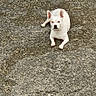 alone, animal, calm, canine, concrete, daylight, dog, ears_up, ground, looking_at_camera, lying_down, nature, outdoor, pet, quiet, resting, short_hair, small_dog, texture, white_dog
