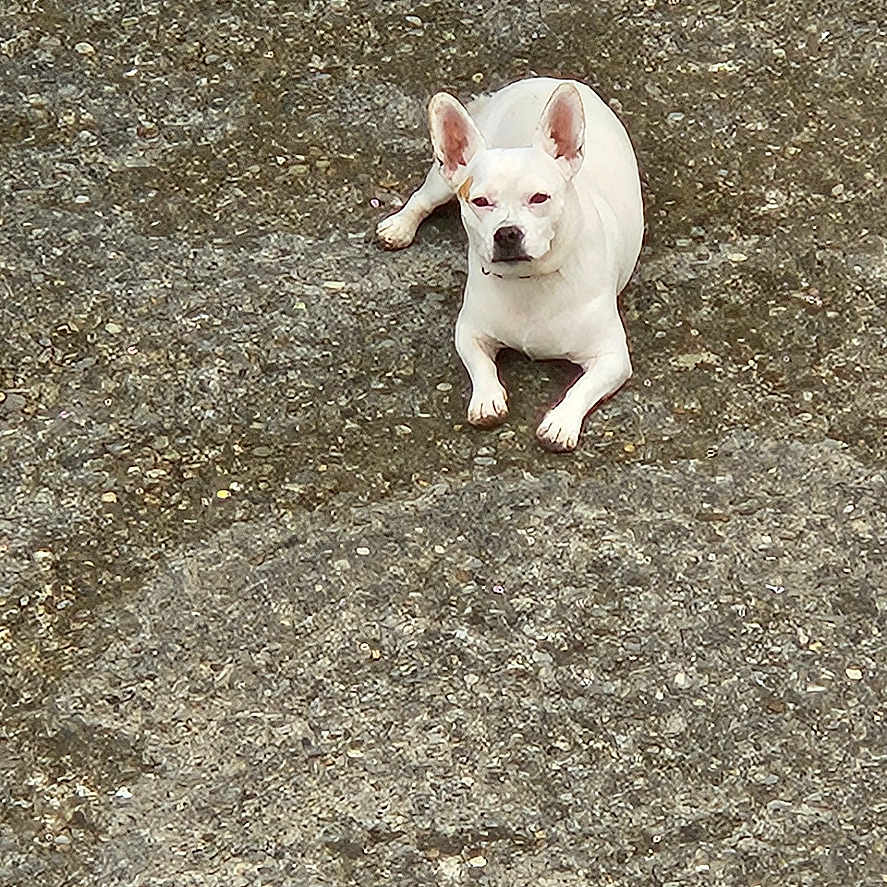 Choupette