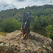 Orphée a rejoint le concours — aidez-le/la à gagner de superbes lots ! adventure, animal, canine, cloudy_sky, collar, daytime, dog, forest, grass, landscape, moss, nature, outdoor, pet, river, rock, scenic, sitting, trees, wildlife