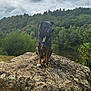 adventure, animal, canine, cloudy_sky, collar, daytime, dog, forest, grass, landscape, moss, nature, outdoor, pet, river, rock, scenic, sitting, trees, wildlife