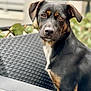 Orphée a rejoint le concours — aidez-le/la à gagner de superbes lots ! animal, black_dog, blurred_background, brown_dog, calm, chair, close_up, curious, daylight, dog, ears, face, fur, looking, nose, outdoor, pet, portrait, sitting, woven_chair