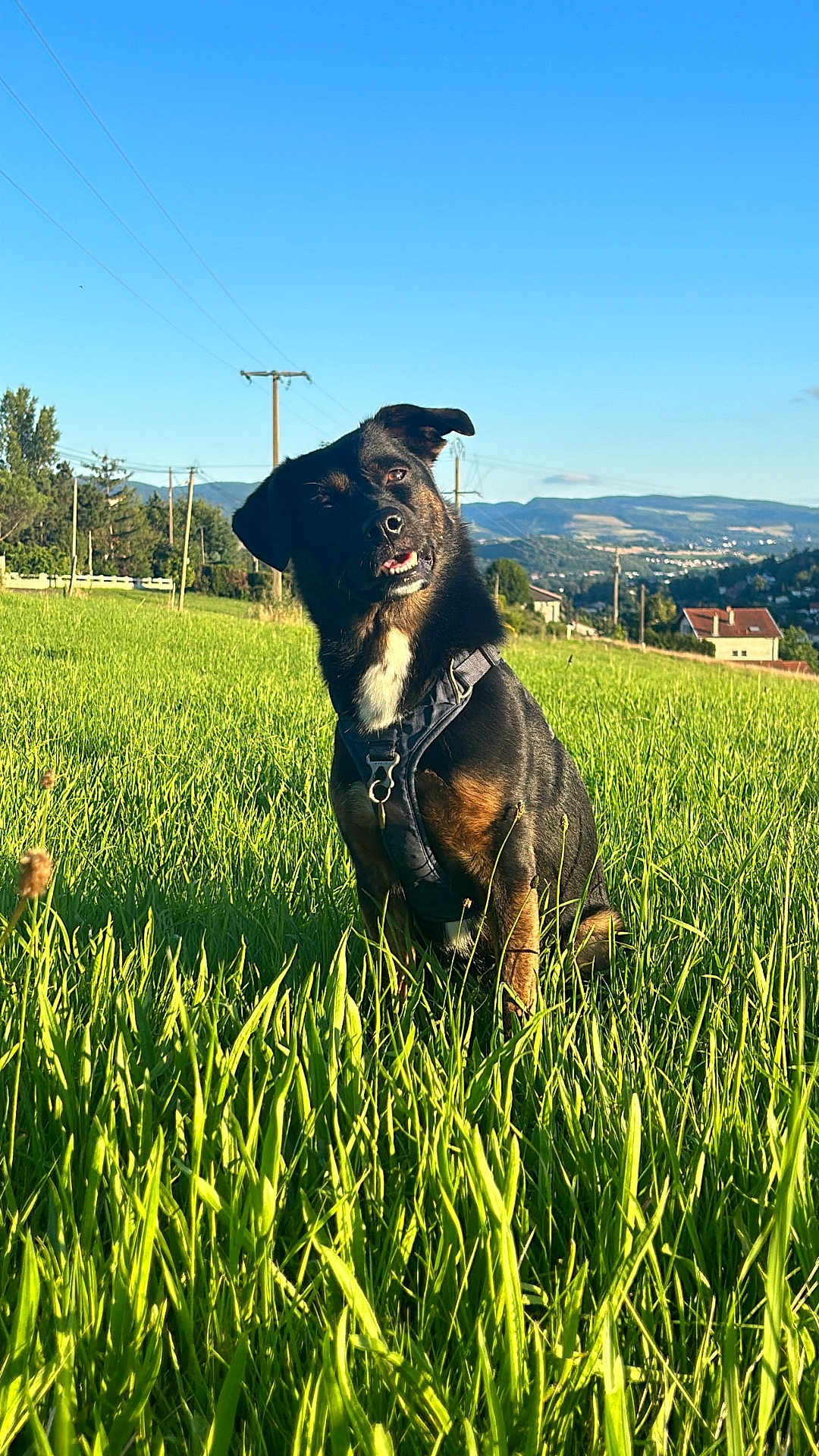 Orphée a rejoint le concours — aidez-le/la à gagner de superbes lots ! animal, blue_sky, canine, collar, daylight, dog, ears, field, fur, grass, greenery, happy, hills, muzzle, nature, outdoor, pet, rural, sky, sunlight