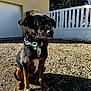 Orphée a rejoint le concours — aidez-le/la à gagner de superbes lots ! animal, black_dog, bow_tie, brown_paws, daylight, dog, ears, fur, gate, gravel, house, nature, outdoor, pet, pet_accessory, portrait, shadow, sitting, sunlight, white_chest