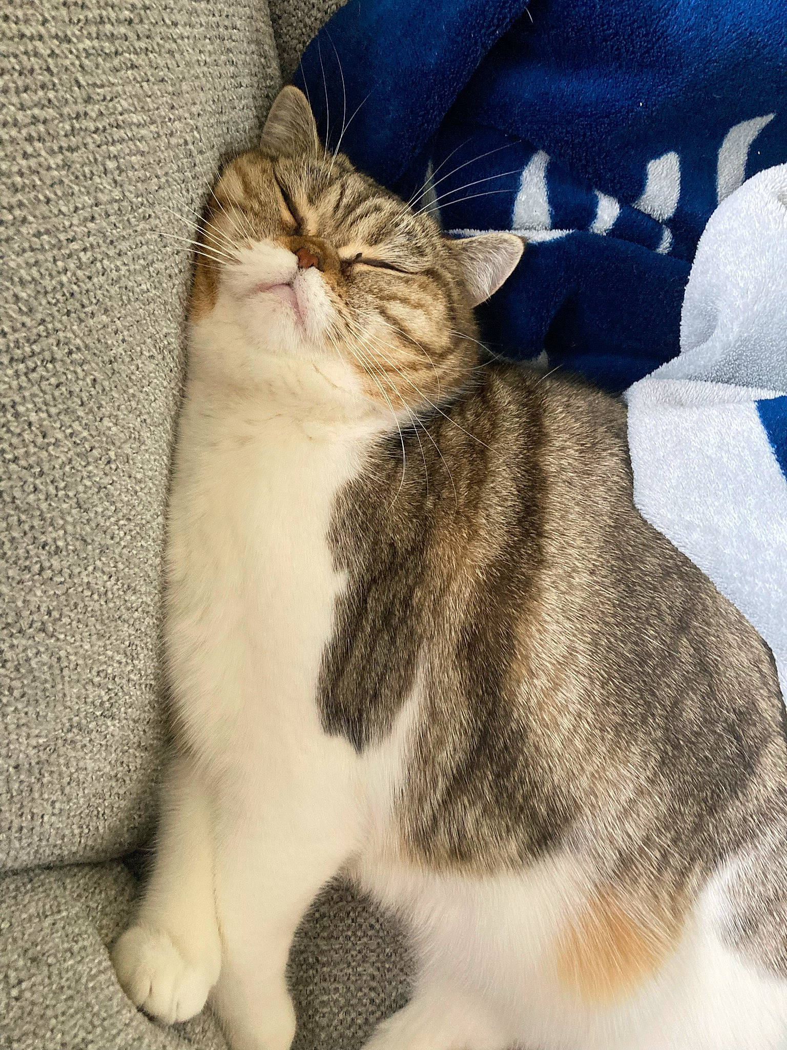 Cannoli is registered to the contest to win money with this photo: carnivore, cat, claw, comfort, domestic_short_haired_cat, fawn, felidae, foot, fur, linens, nap, paw, sleep, small_to_medium_sized_cats, snout, tail, textile, whiskers, window