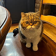 Cannoli is registered to the contest to win money with this photo: animal, brown, cat, chair, closeup, cute, domestic_cat, feline, fur, furniture, indoor, pet, serious_expression, sitting, tabby, whiskers, white, wood_floor, wooden_chair, yellow_eyes