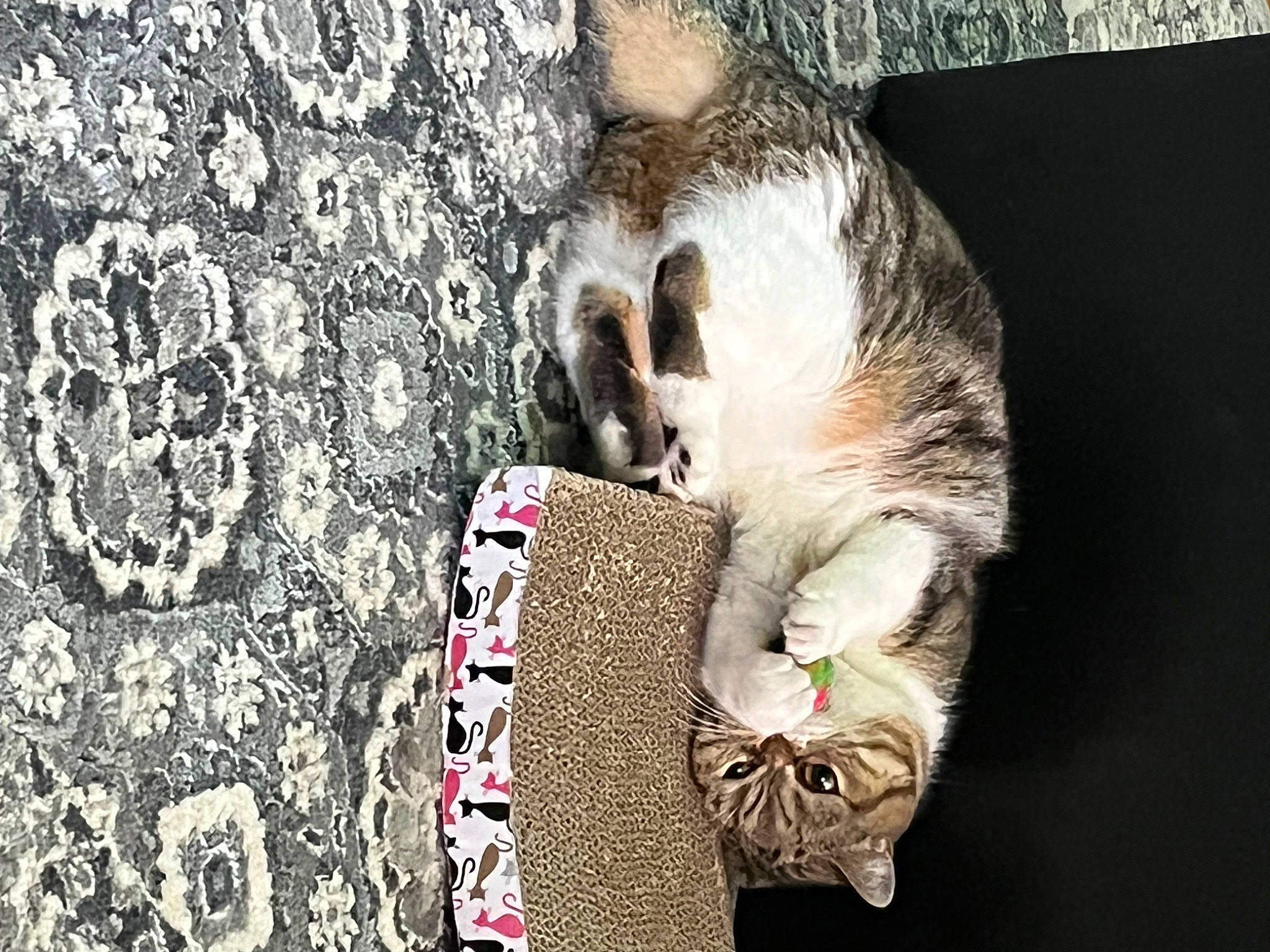 Cannoli is registered to the contest to win money with this photo: art, canidae, carnivore, cat, claw, domestic_short_haired_cat, felidae, fur, grass, nap, organism, paw, photo_caption, plant, road_surface, small_to_medium_sized_cats, snout, tail, whiskers, wildlife