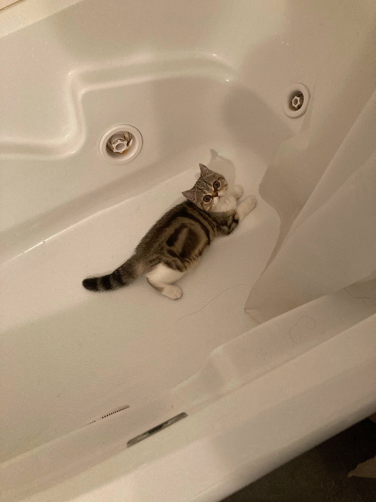 Cannoli is registered to the contest to win money with this photo: automotive_design, automotive_exterior, bathroom, bathroom_sink, bathtub, bathtub_spout, ceiling, circle, felidae, flooring, hardwood, molding, plaster, plumbing, plumbing_fixture, room, stairs, tap, vehicle, wood