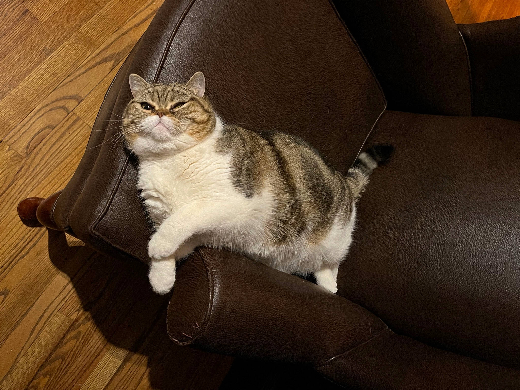 Cannoli is registered to the contest to win money with this photo: carnivore, cat, comfort, couch, domestic_short_haired_cat, fawn, felidae, flooring, foot, fur, grey, hardwood, paw, sitting, small_to_medium_sized_cats, tail, whiskers, window, wood, wood_flooring