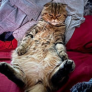 Gnocchi is registered to the contest to win money with this photo: cat, tabby, fluffy, relaxed, grumpy, pet, animal, fur, whiskers, paws, lying_down, bed, blanket, clothing, indoor, cute, resting, cozy, domestic, feline