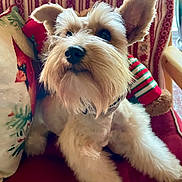 Montana Rose is registered to the contest to win money with this photo: dog, pet, fluffy, beard, ears, cushion, pillow, blanket, indoor, cozy, relaxed, furniture, festive, red, white, green, portrait, animal, companion, cute