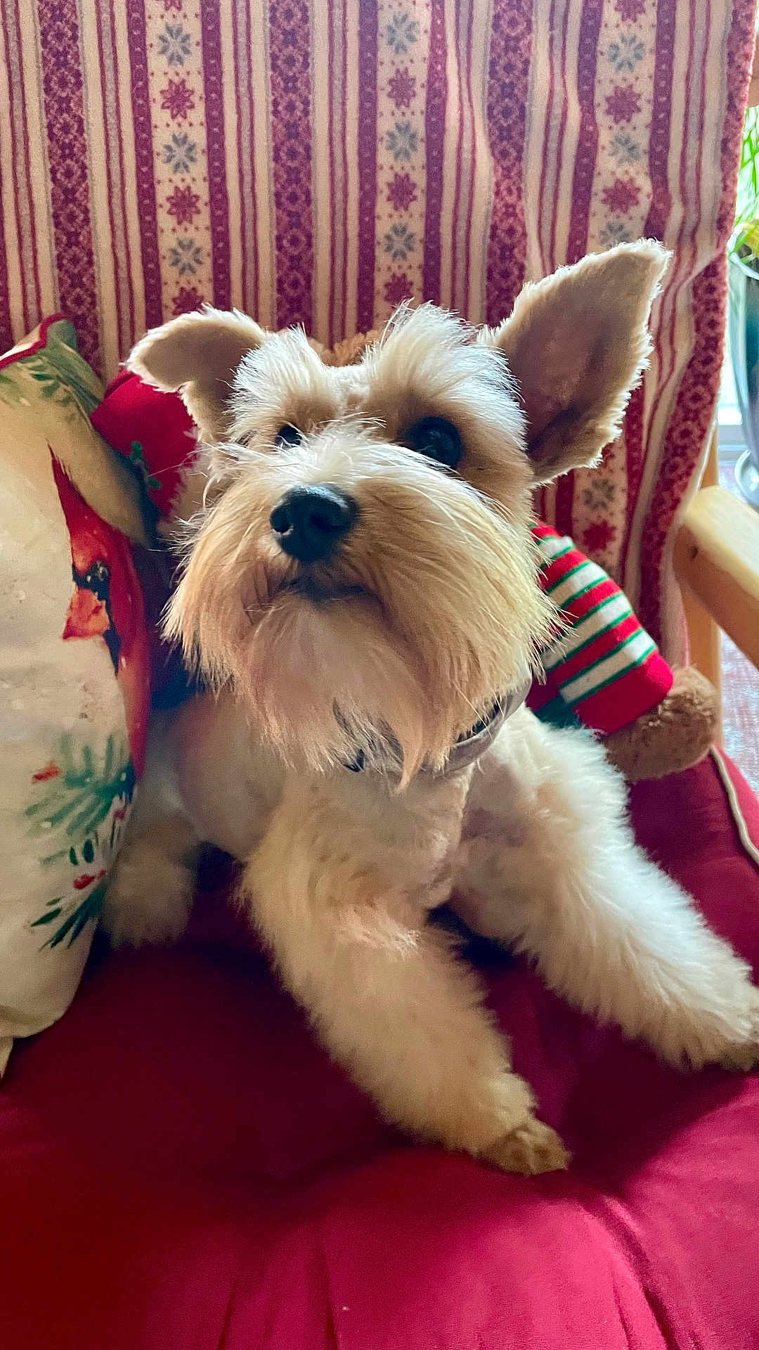 Montana Rose is registered to the contest to win money with this photo: dog, pet, fluffy, beard, ears, cushion, pillow, blanket, indoor, cozy, relaxed, furniture, festive, red, white, green, portrait, animal, companion, cute